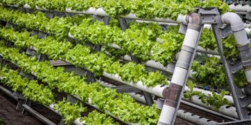 Vertical Farming Represents Tech-Driven Food Production