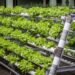 Vertical Farming Represents Tech-Driven Food Production